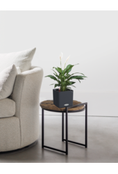 Spoon Plant in a self-watering pot