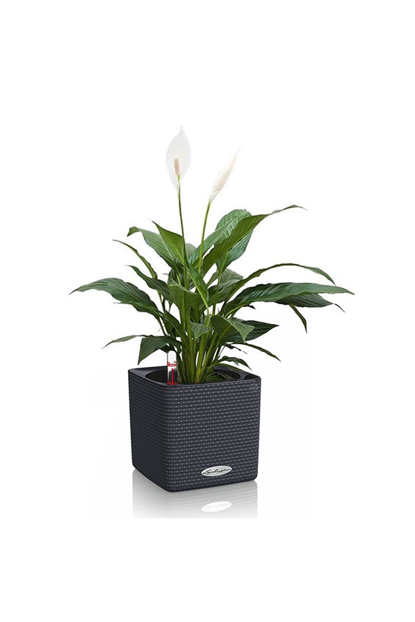Spoon Plant in a self-watering pot