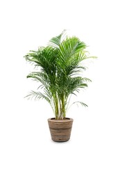 Goldpalme Areca im Rattan-Topf