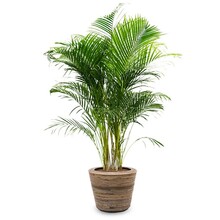 Rattan | Areca