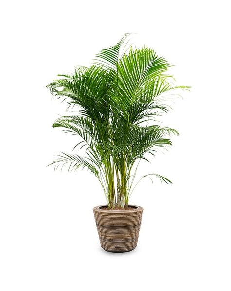 Rattan | Areca