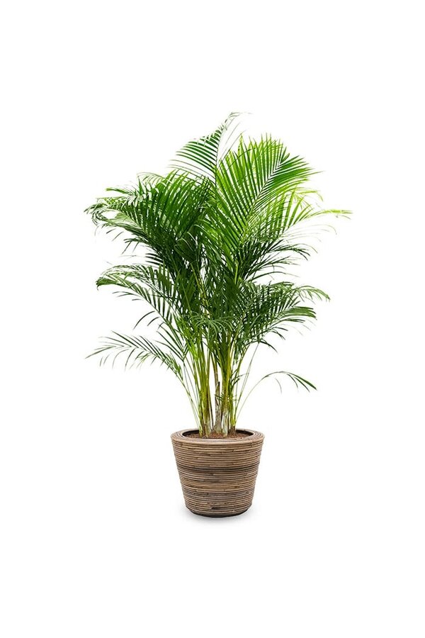 Goldpalme Areca im Rattan-Topf