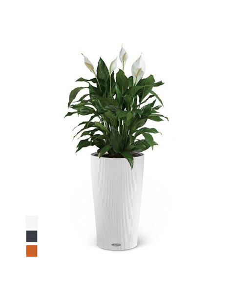 Lechuza Lechuza | Spathiphyllum