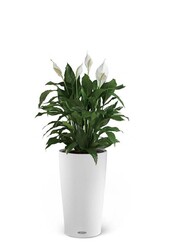 Spoon Plant in Self-Watering Cilindro