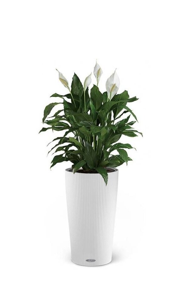 Spoon Plant in Self-Watering Cilindro