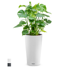 Lechuza Lechuza | Monstera