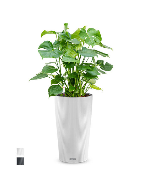 Lechuza Lechuza | Monstera