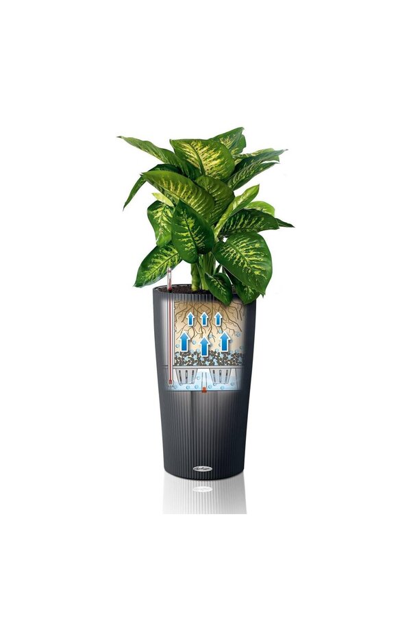 Monstera in selbstbewässerndem Cilindro