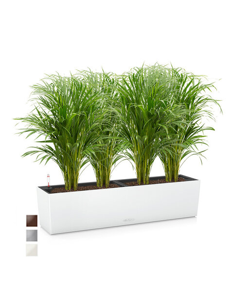 Lechuza Lechuza | Areca