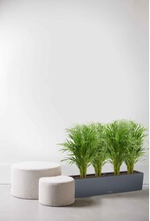 Goldpalme Areca in selbstbewässernder Balconera