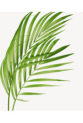 Goldpalme Areca in selbstbewässernder Balconera