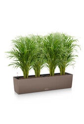 Goldpalme Areca in selbstbewässernder Balconera