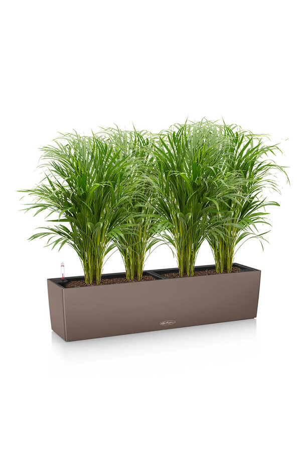 Goldpalme Areca in selbstbewässernder Balconera