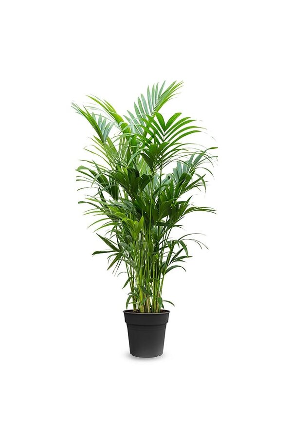 Kentia-Palme XXXXL