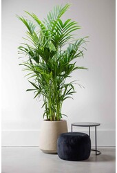 Kentia-Palme XXXXL