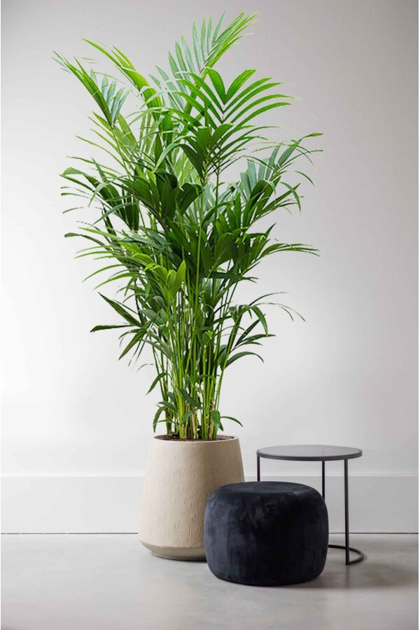 Kentia-Palme XXXXL