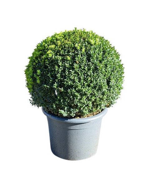 Buxus