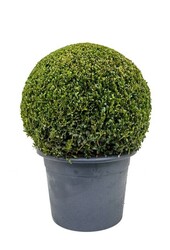 Buxus sempervirens L