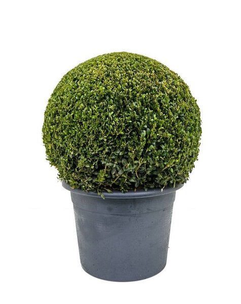 Buxus