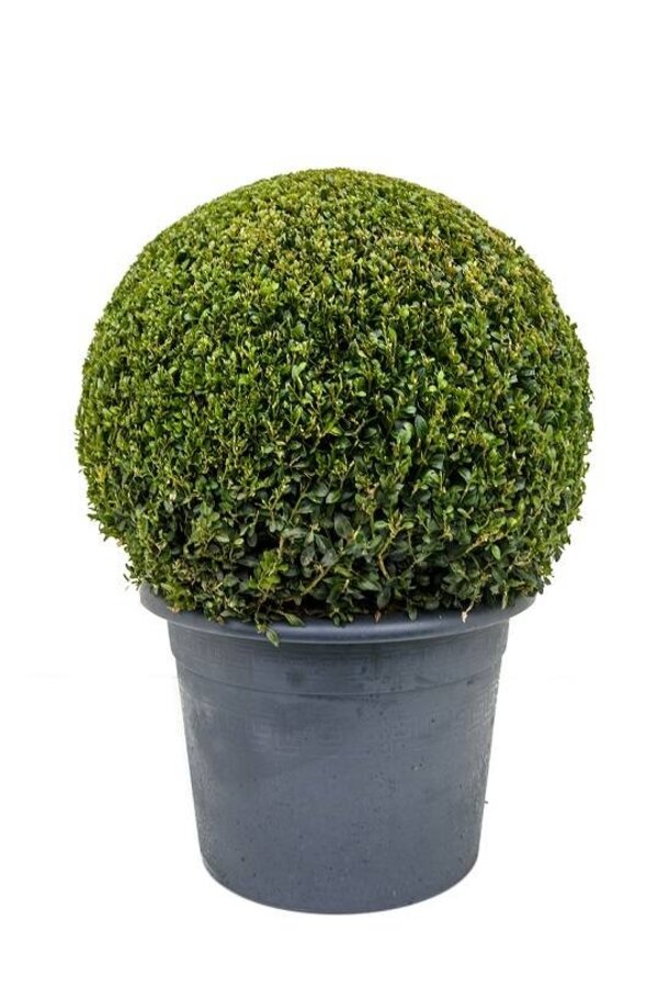 Buxus sempervirens L