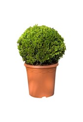 Buxus sempervirens M