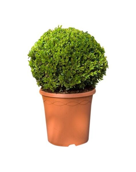 Buxus