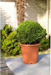 Buxus sempervirens M