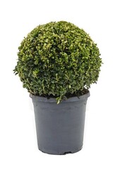 Buchsbaum S