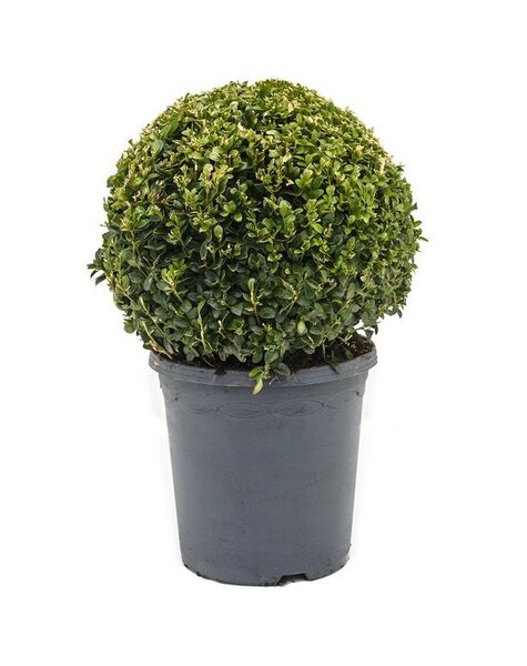 Buxus