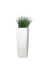 Sansevieria Cylinder Selbstbewässernd Alto