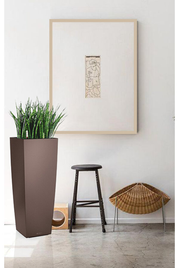Sansevieria Cylinder Selbstbewässernd Alto