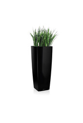 Sansevieria Cylinder Selbstbewässernd Alto