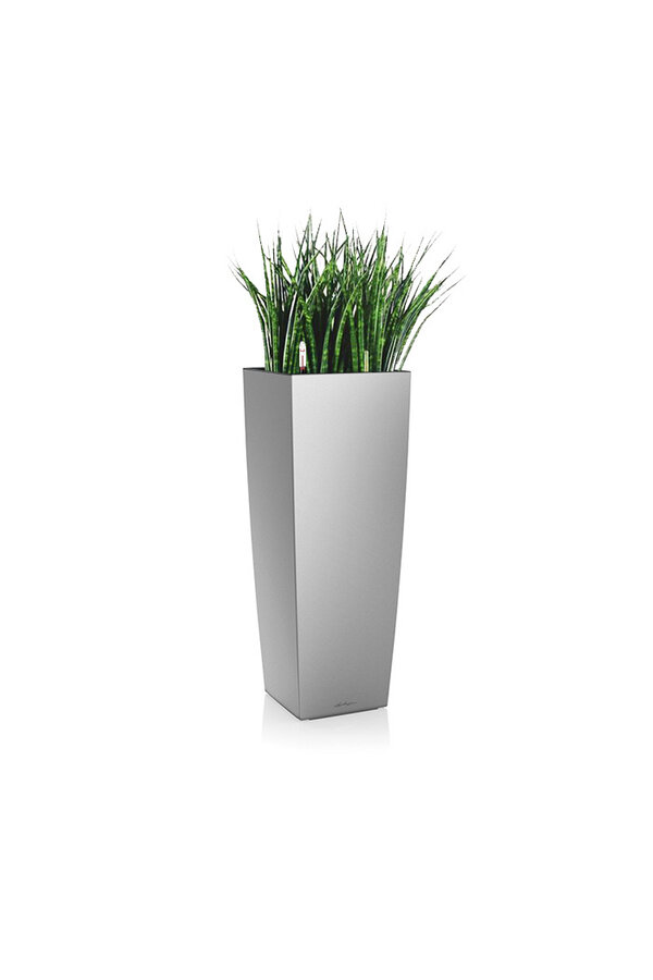 Sansevieria Cylinder Selbstbewässernd Alto