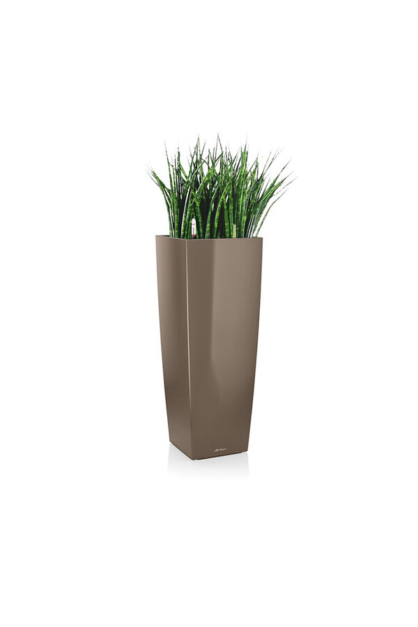 Sansevieria Cylinder Selbstbewässernd Alto
