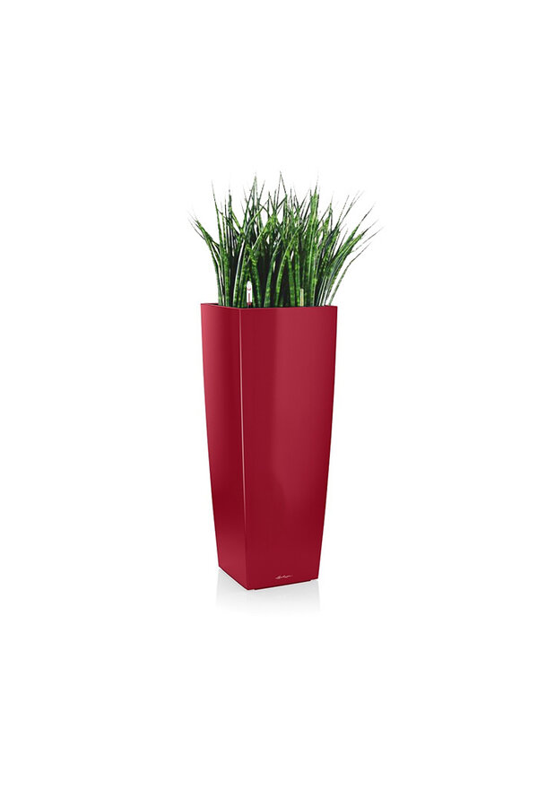 Sansevieria Cylinder Selbstbewässernd Alto