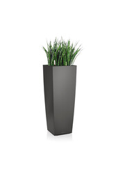 Sansevieria Cylinder Selbstbewässernd Alto