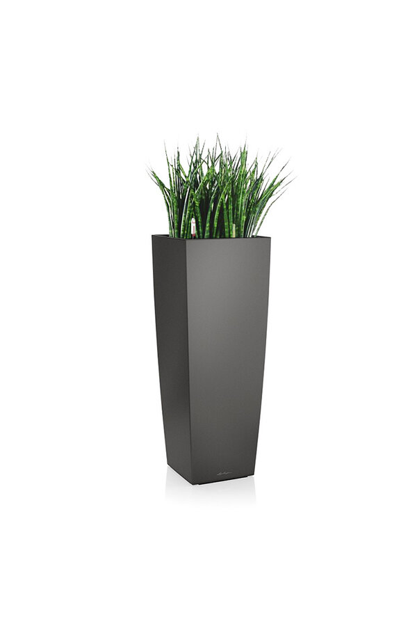 Sansevieria Cylinder Selbstbewässernd Alto