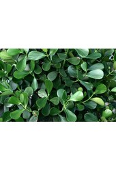 Clusia in selbstbewässerndem Premium Brick