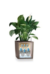 Clusia in selbstbewässerndem Premium Brick