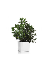 Clusia in selbstbewässerndem Premium Brick