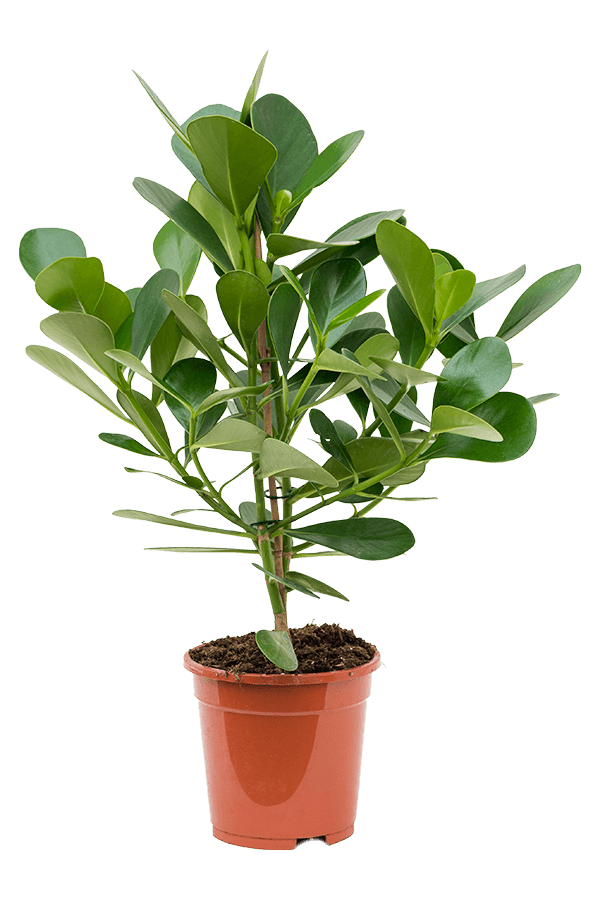 Clusia rosea Princess S