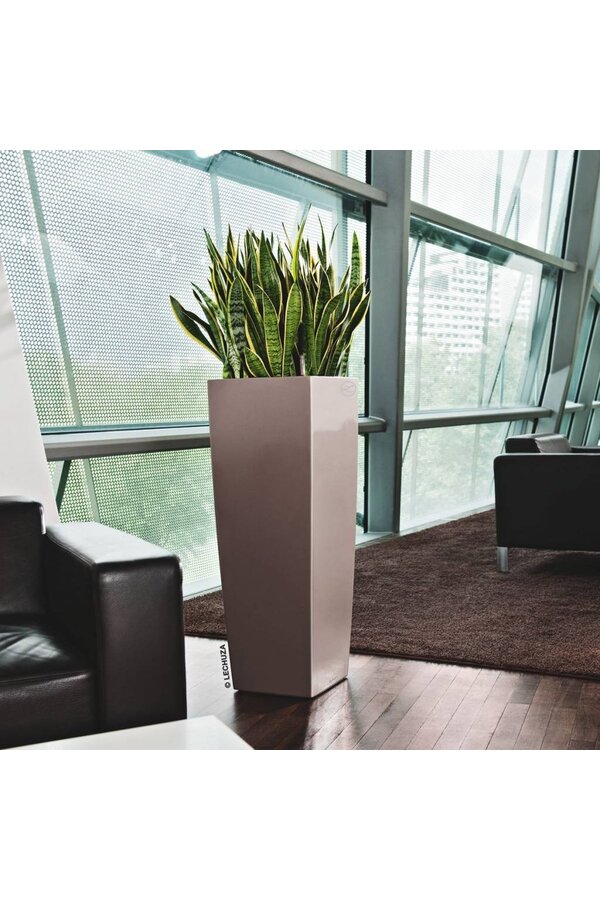 Sansevieria in Selbstbewässerungs-Alto