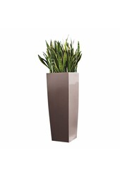 Sansevieria in Selbstbewässerungs-Alto