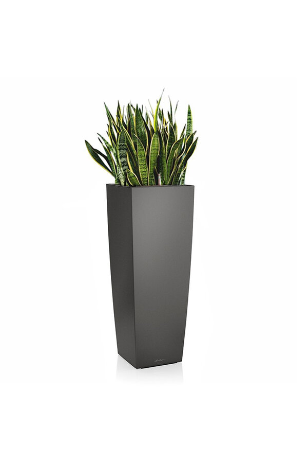 Sansevieria in Selbstbewässerungs-Alto