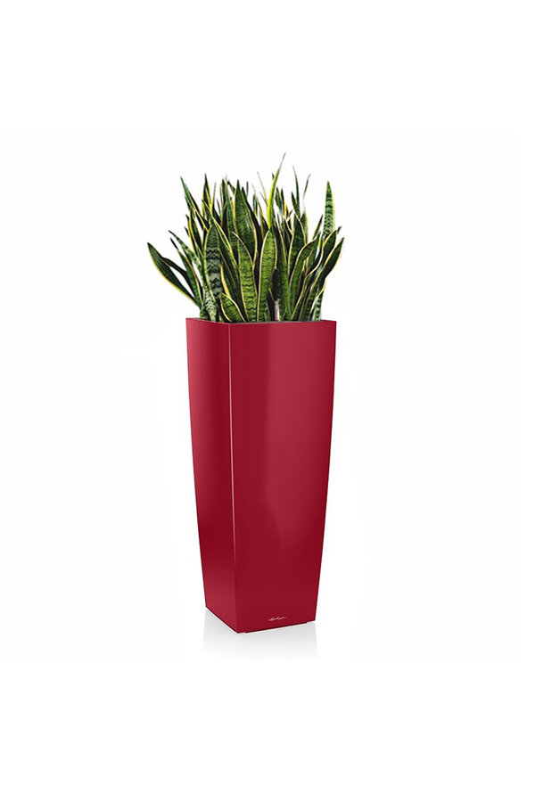 Sansevieria in Selbstbewässerungs-Alto