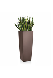 Sansevieria in Selbstbewässerungs-Alto