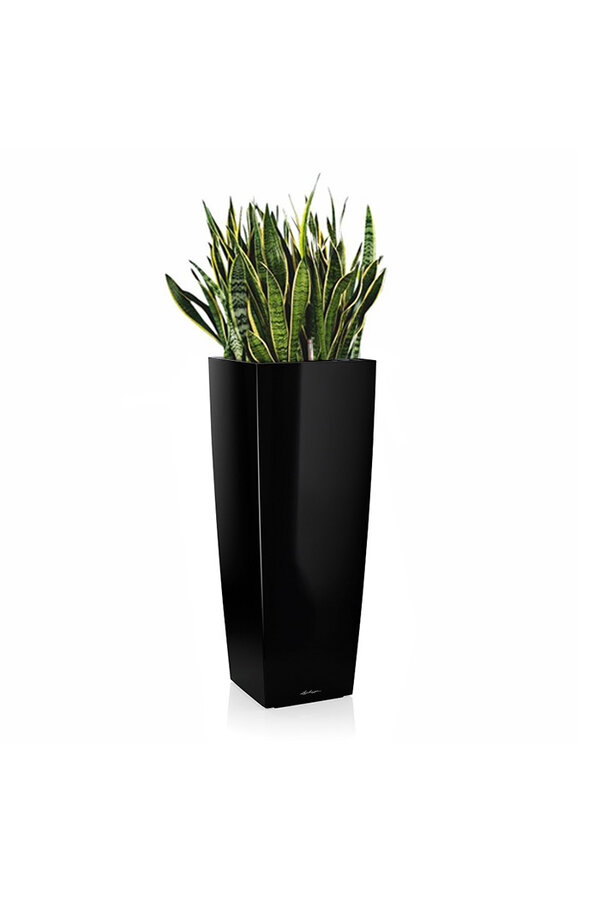 Sansevieria in Selbstbewässerungs-Alto