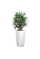 Rhapis in selbstbewässerndem Kubus