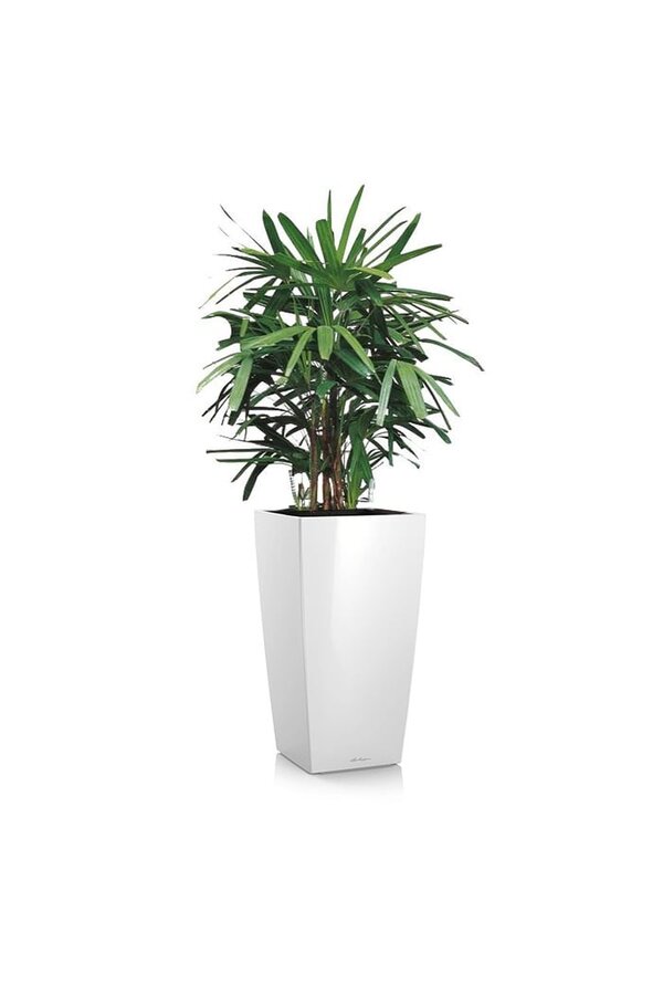 Rhapis in selbstbewässerndem Kubus