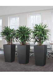 Rhapis in selbstbewässerndem Kubus